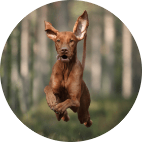 dog energy