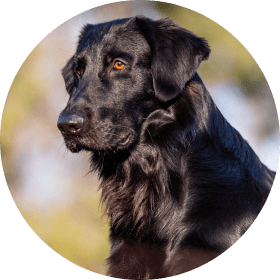 black dog